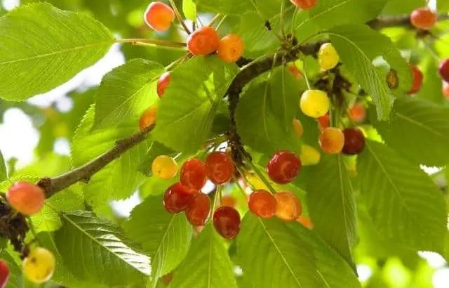 Which cherry trees will grow in shade?