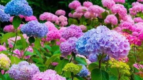 Do Hydrangeas Attract Mosquitoes?