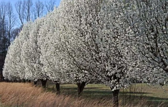 Topping Bradford pear trees: Why it is NOT recommended.
