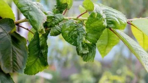 Why Is My Peach Tree Dying?