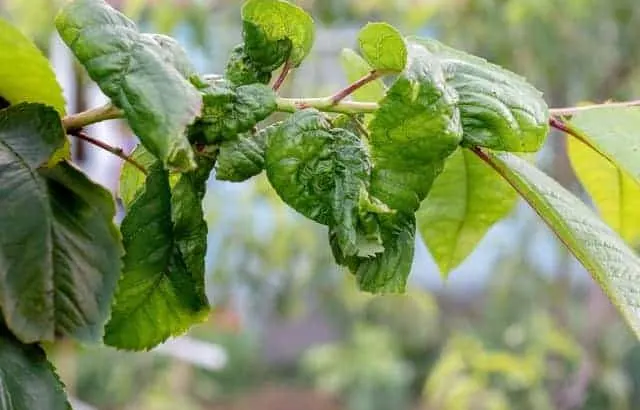 Wilted leaves on a dying peach tree.