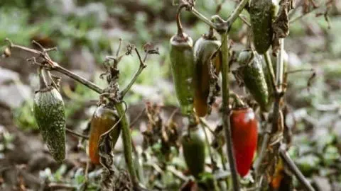 Do Pepper Plants Die in Winter?