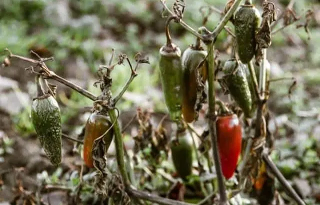 How to keep pepper plants from dying in the winter.