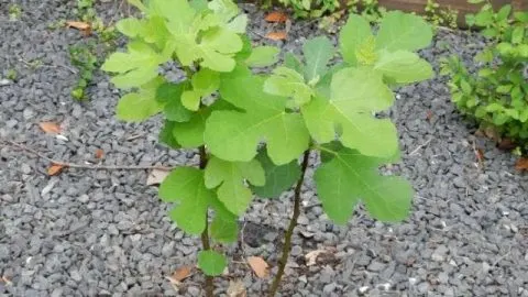 My Fig Tree is Not Growing: Common Causes