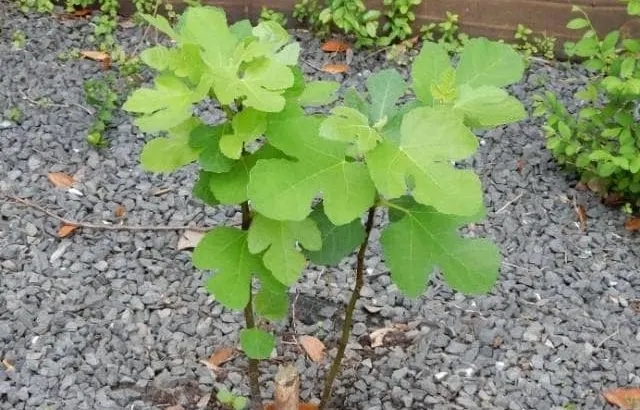 Fig tree not growing - common causes and solutions.