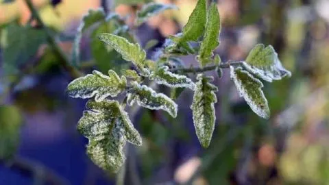 Can Tomatoes Survive Frost? Key Factors To Understand