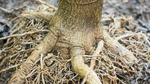 How Deep Do Fruit Tree Roots Grow?