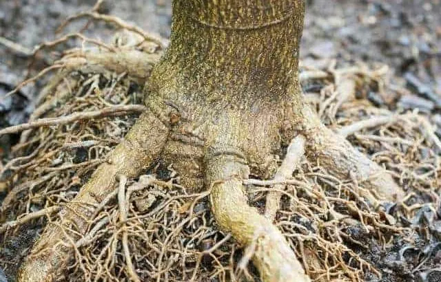 Root depth of fruit trees.