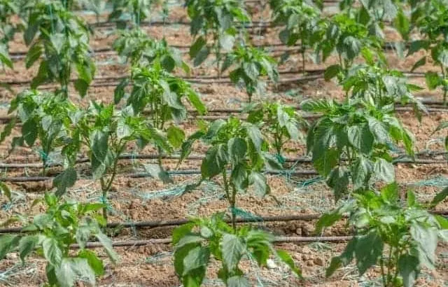 Pepper plants not producing - common causes.