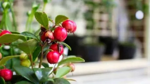 Growing Cherry Trees in Pots: Keys to Success