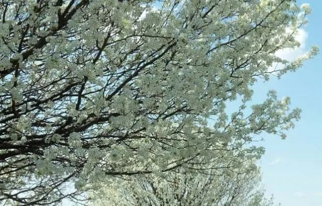 How to prevent a Bradford pear tree from splitting.