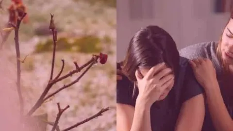 Why Is My Newly Planted Rose Bush Dying?