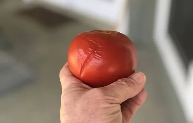 Splitting in tomato after picking.
