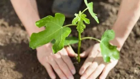 When to Transplant a Potted Fig Tree