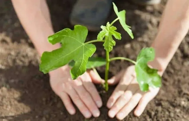 Best time to transplant a potted fig tree.