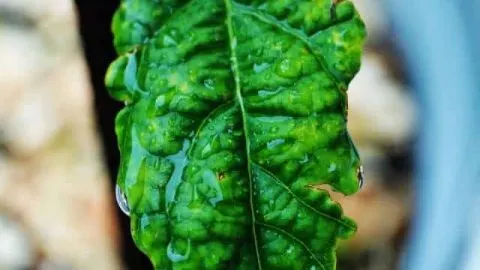 Underwatered Avocado Tree: Signs and What to Do