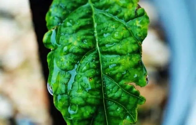 Avocado tree leaf showing signs of needing watered.