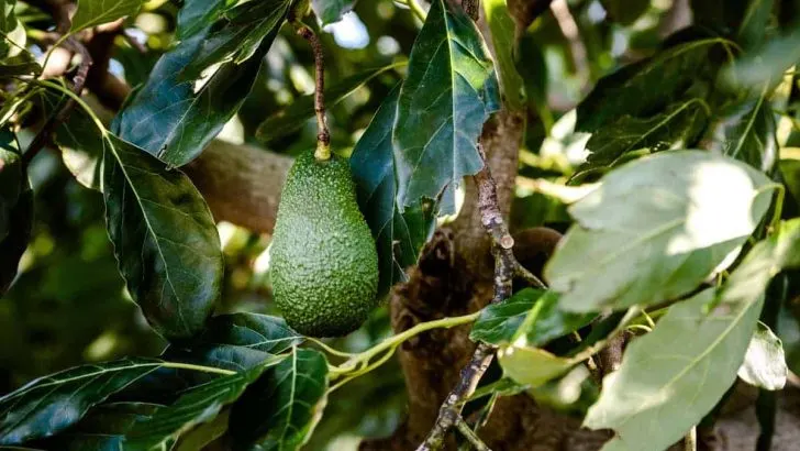 Bugs Eating Avocado Tree Leaves: What You Need to Know