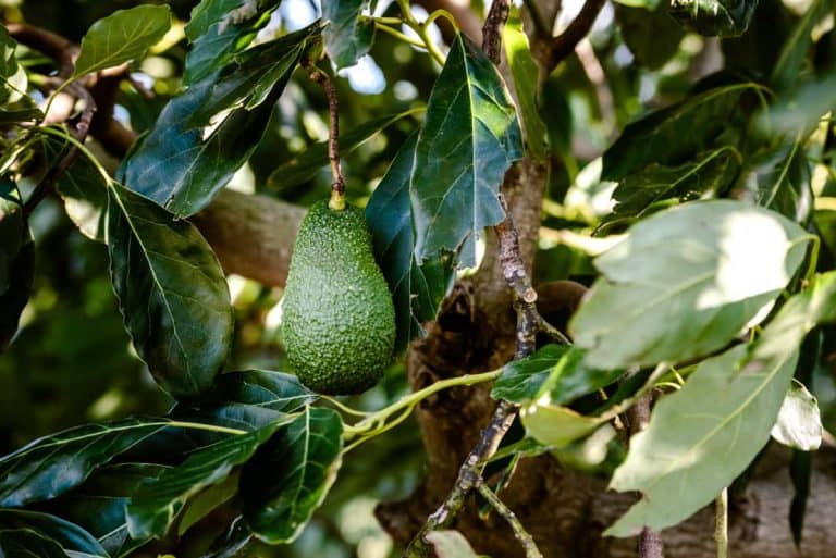 Bugs Eating Avocado Tree Leaves: What You Need to Know – Thriving Yard