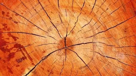 Can a Cherry Tree Grow Back From a Stump?