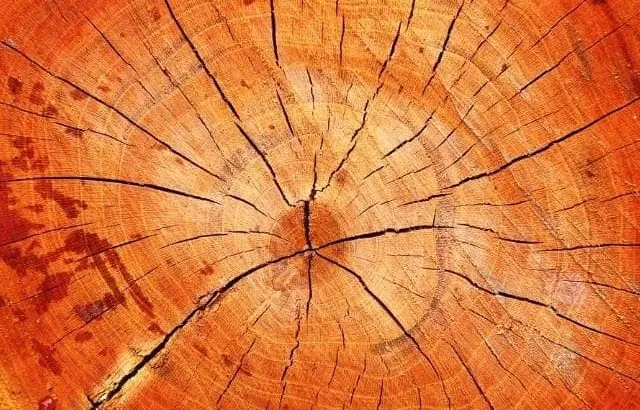 Regrowing a cherry tree from a stump.