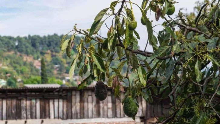 Why Is My Avocado Tree Dying?