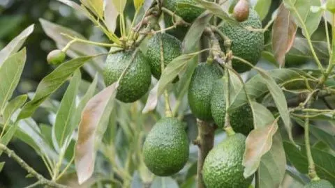Why Are My Avocado Tree Leaves Turning Yellow?