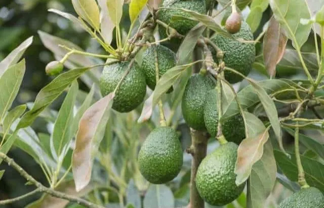 Why avocado leaves turn yellow and what to do.
