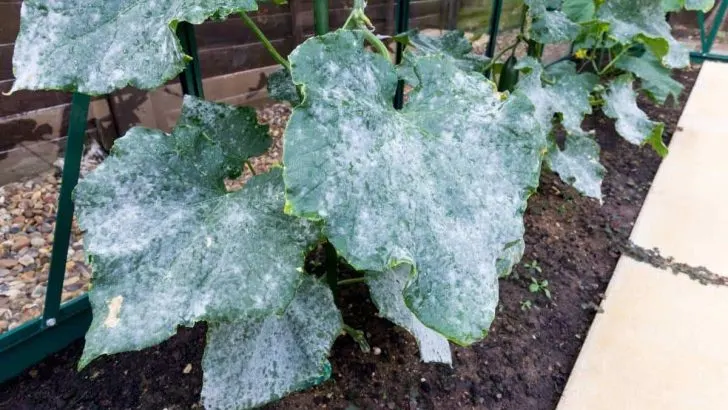 Causes of cucumber plants turning white.