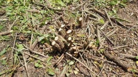 How to Kill a Stubborn Rose Bush: 6 Sure-Fire Options