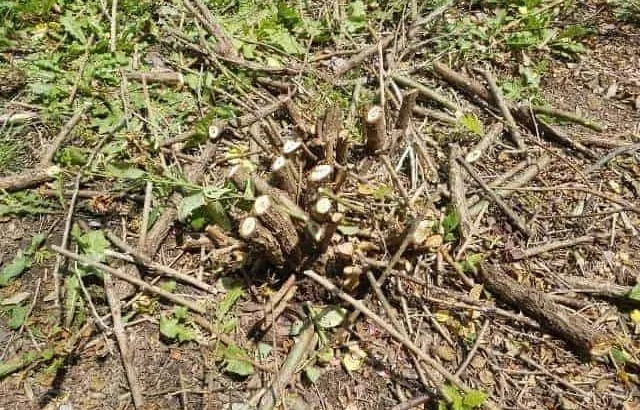 How to kill a rose bush, 6 options.