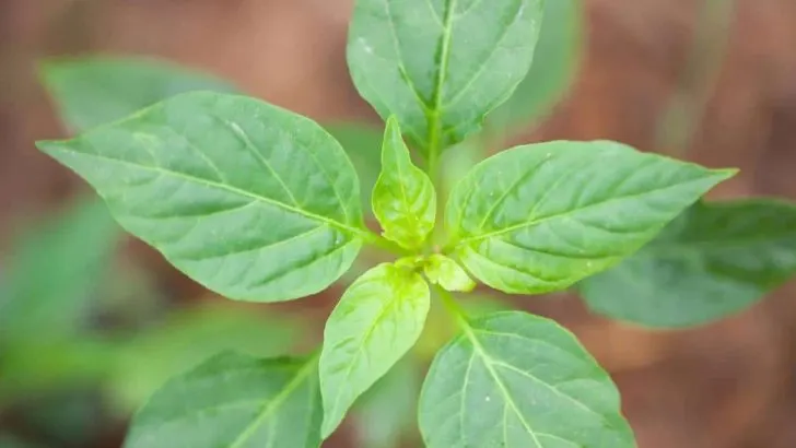 Pepper Plants Not Growing? These Are The Most Likely Causes