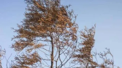 Pine Tree Turning Brown From the Top Down – Likely Causes