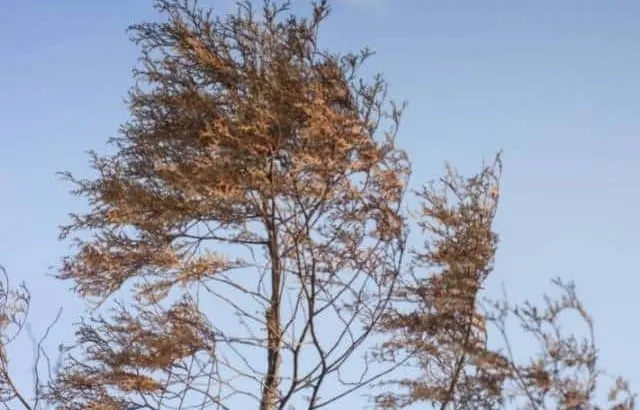 Pine tree turning brown from the top down. Causes and what to do.