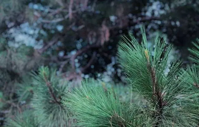 Which pine tree species grow in the shade?