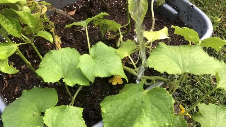 The Ultimate Guide to Correct Tomato Plant Watering