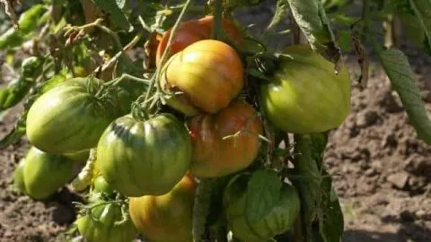 A Simple Guide to Ripening Tomatoes (On or Off The Vine)