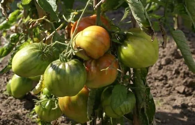How to correctly ripen tomatoes.
