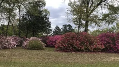 How to Get Azaleas to Bloom Again: Complete Troubleshooting Guide