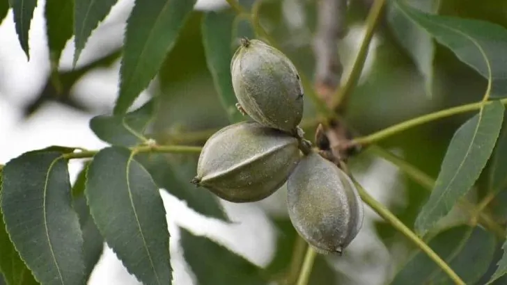 Do Pecan Trees Have Deep Roots?
