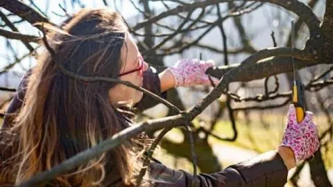 How to Prune a Fig Tree: 3 Methods Explained