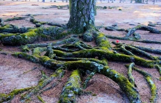 Understanding invasive nature of pine tree roots.