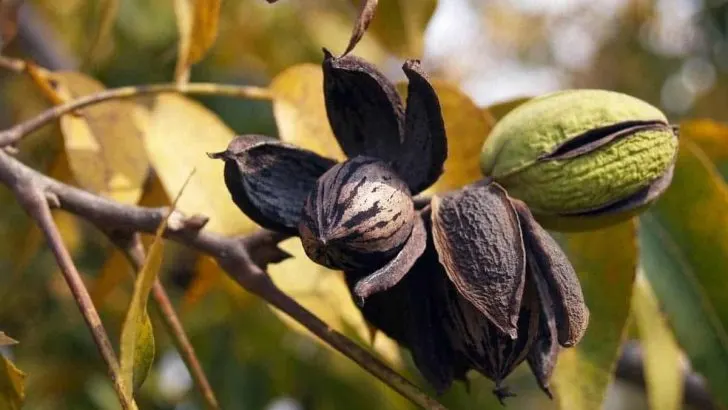 Here’s How To Grow Pecan Trees From Cuttings