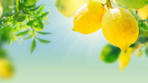 Best Companion Plants for Lemon Trees – Thriving Yard