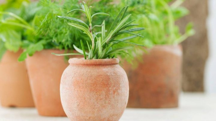 Herbs That Grow Well Together Thriving Yard Herbs That Grow Well Together Thriving Yard