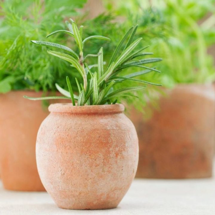 Herbs That Grow Well Together Thriving Yard