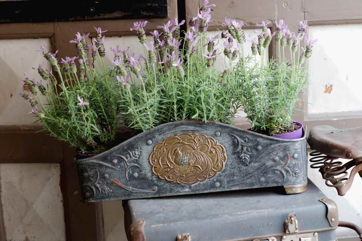 Growing Lavender in Pots A Complete Guide Thriving Yard