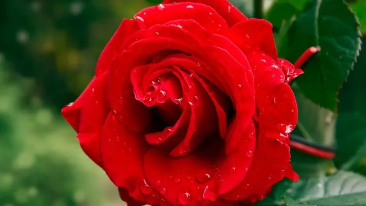 Can Roses Grow Under Trees? (Plus 8 Shady Area Options)