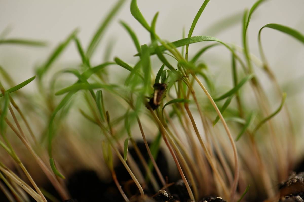 Growing Dill 8 Common Questions Answered Thriving Yard