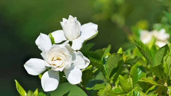 Common Gardenia Growing Questions (Solved!)